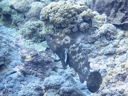 Blue-tailed cod (Epinephelus polyphekadion) — Serranidae — 3