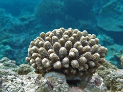 Acropora globiceps