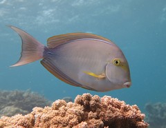Yellowfin Surgeonfish photo 1