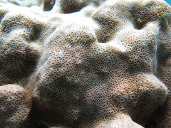 Goniastrea stelligera