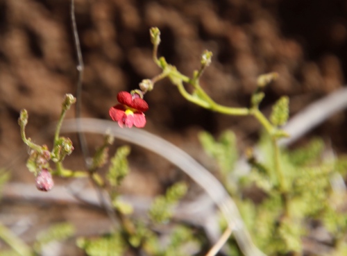Image of Jamesbrittenia breviflora by (c) Tony Rebelo, some rights reserved (CC BY-SA)