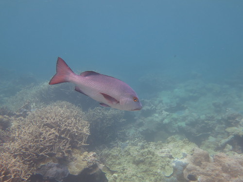Bohar snapper (Lutjanus bohar) — Lutjanidae — 3