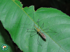 Zelus annulosus