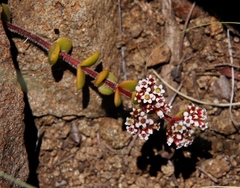 Crassula natalensis