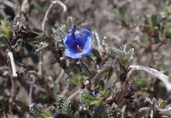 Lithodora hispidula hispidula