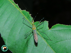 Zelus annulosus
