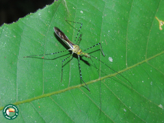Zelus annulosus