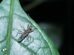 Neopamera neotropicalis