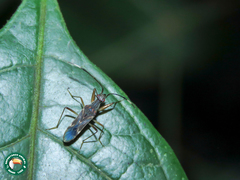 Neopamera neotropicalis