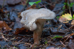 Lentinus substrictus
