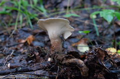 Lentinus substrictus