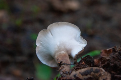 Lentinus substrictus