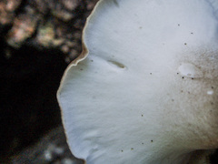 Lentinus substrictus