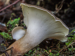 Lentinus substrictus