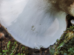 Lentinus substrictus