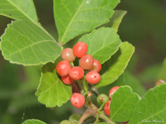 Schinus terebinthifolia terebinthifolia