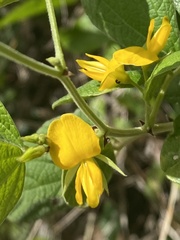 Rhynchosia reticulata