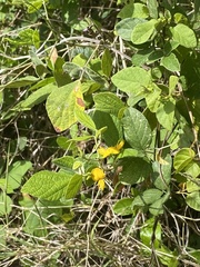 Rhynchosia reticulata