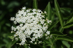 Sambucus nigra