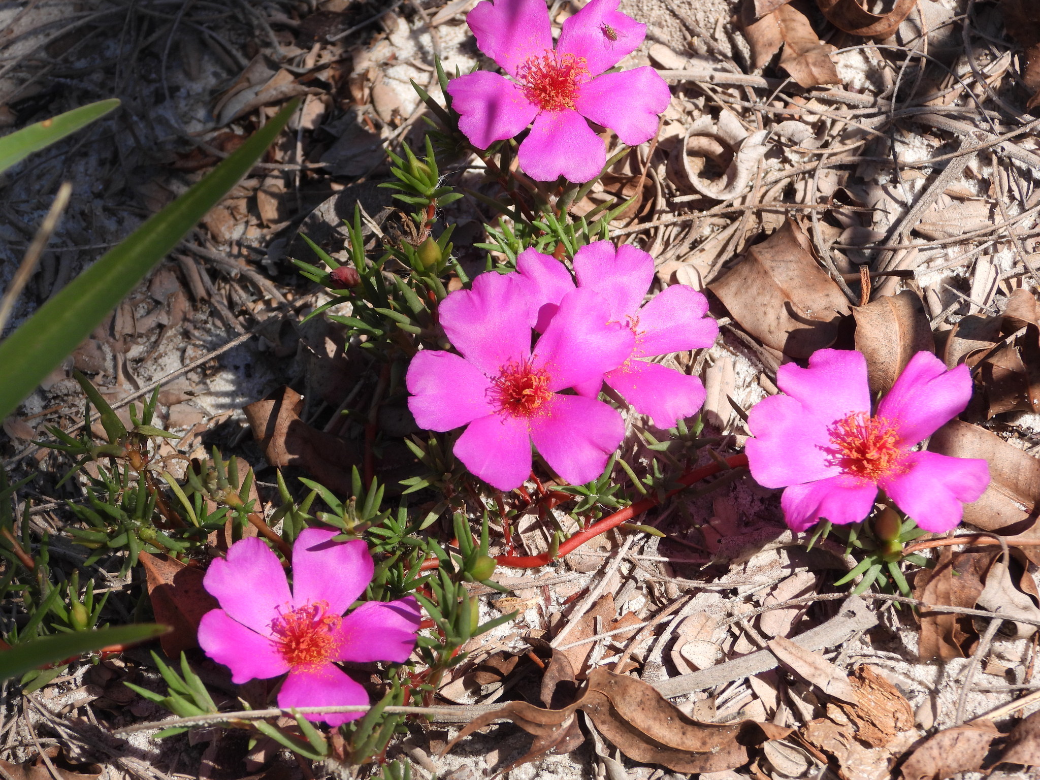 Portulaca