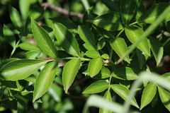 Sambucus nigra
