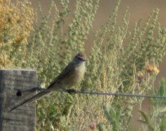 Leptasthenura aegithaloides