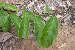 Passiflora glandulosa