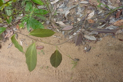 Passiflora glandulosa