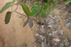 Passiflora glandulosa