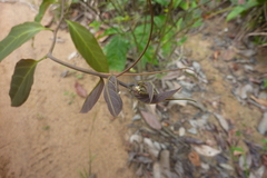 Passiflora glandulosa