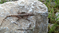 Cyrtopodion agamuroides