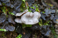 Entoloma lanicum