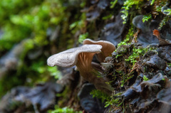 Entoloma lanicum