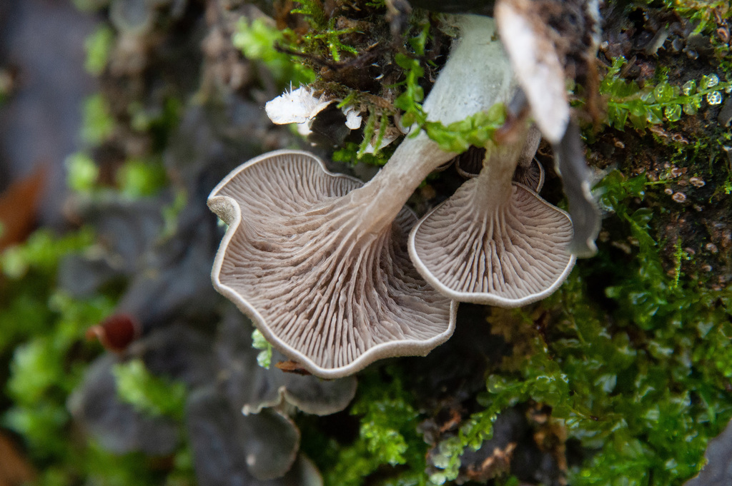 Entoloma lanicum