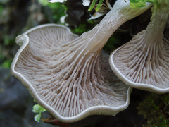 Entoloma lanicum