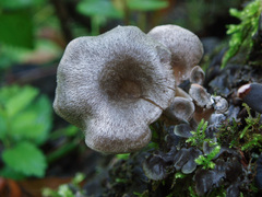 Entoloma lanicum