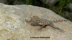 Cyrtopodion agamuroides