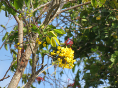 Chamaecrista ensiformis