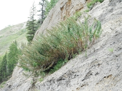 Artemisia longifolia