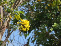 Chamaecrista ensiformis