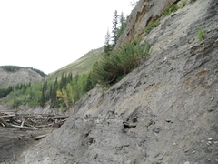 Artemisia longifolia