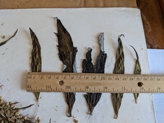 Artemisia longifolia