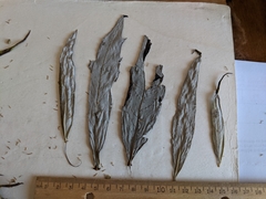 Artemisia longifolia