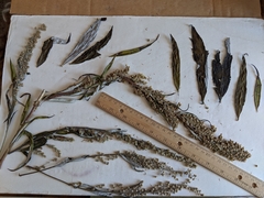 Artemisia longifolia