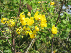 Cochlospermum vitifolium