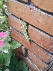 Hierodula tenuidentata