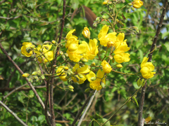 Cochlospermum vitifolium