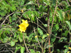 Cochlospermum vitifolium