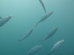Scomberoides