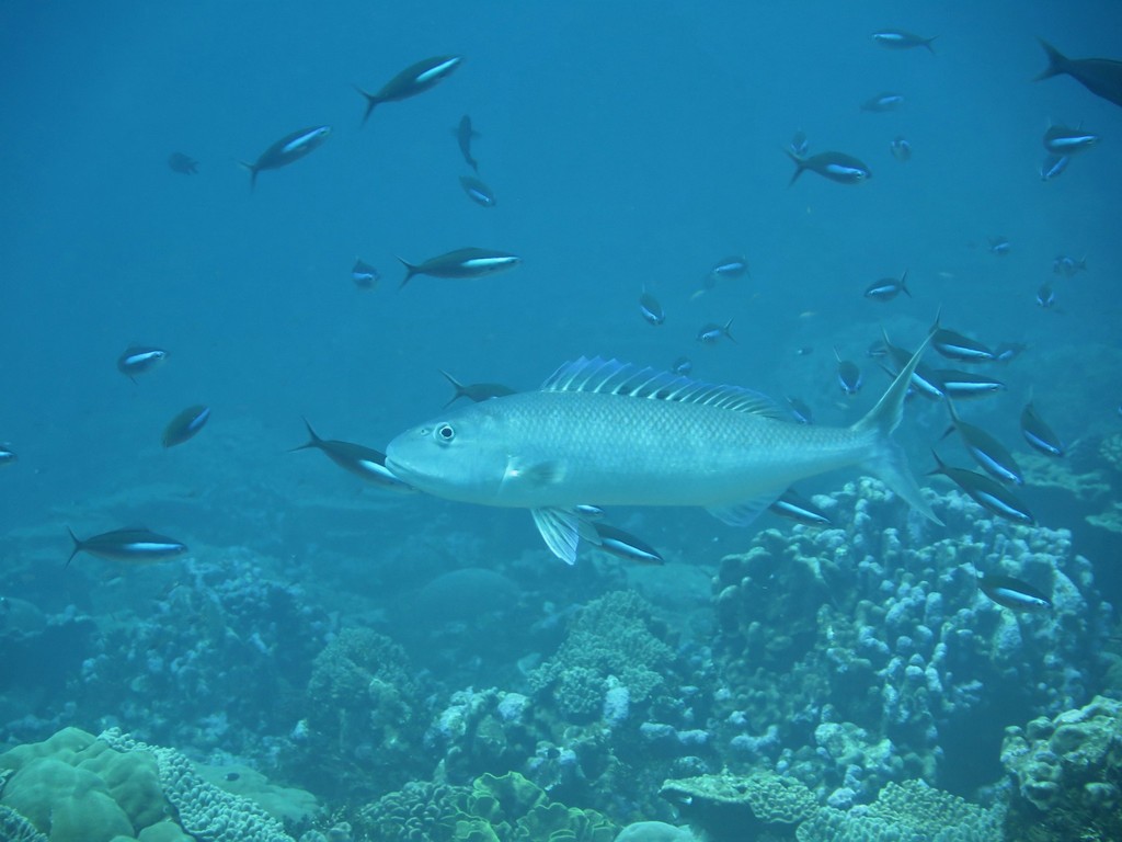 Blue-gray snapper (Aprion virescens) — Lutjanidae